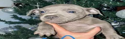 Staffordshire Bull Terrier dogs for stud: Male staff - Advert 1
