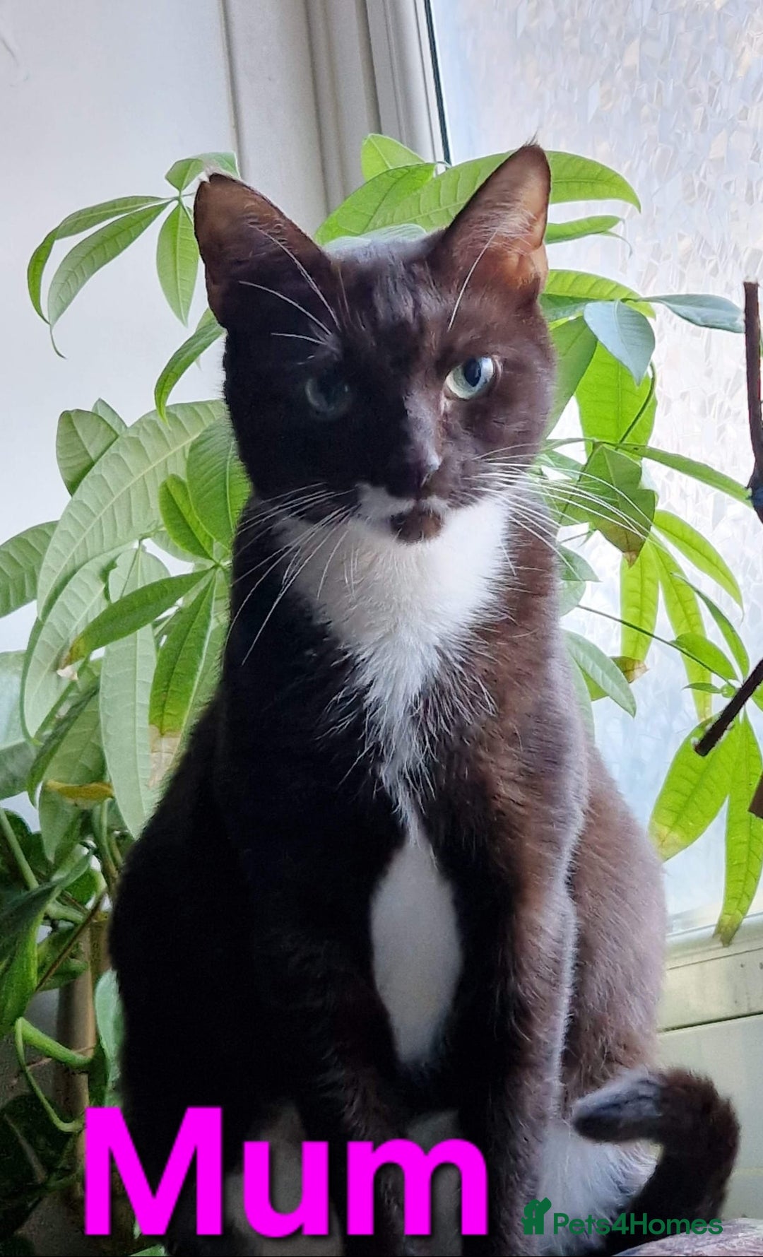 Mixed Breed cats for sale: 5 Fabulous kittens - Advert 2