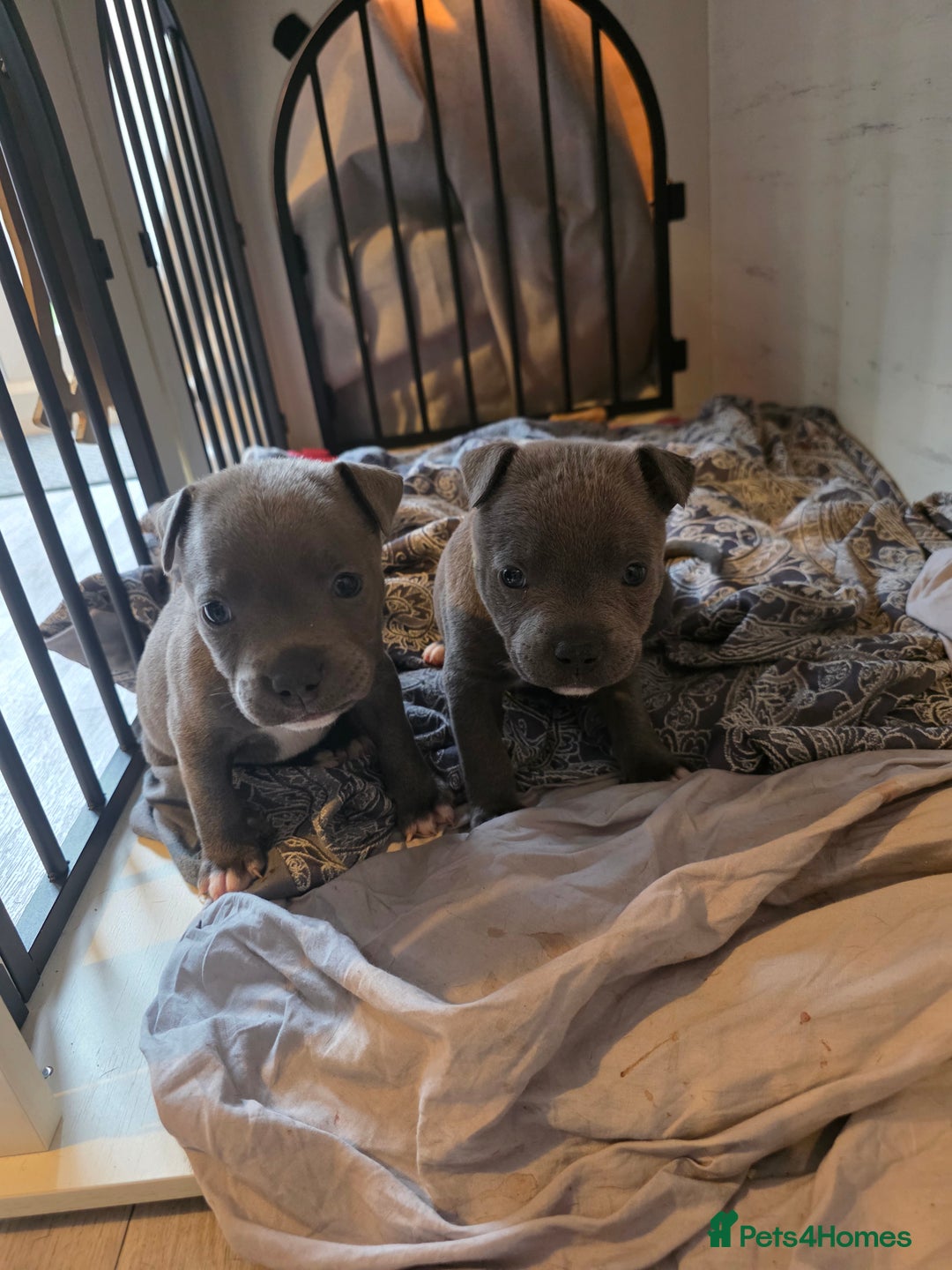 Staffordshire Bull Terrier dogs for sale: **LAST GIRL** STAFFORDSHIRE BULL TERRIOR PUPPIES - Image 29