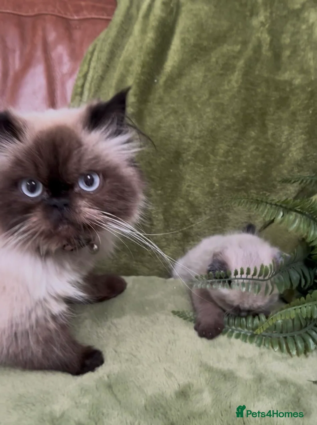 Himalayan cats for sale: Rare Himalayan x kittens, super friendly & playful - Advert 10