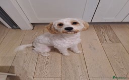 Cavapoo dogs for sale: Cavapoo 9 month old - Image 1