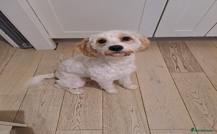 Cavapoo dogs - Advert 1