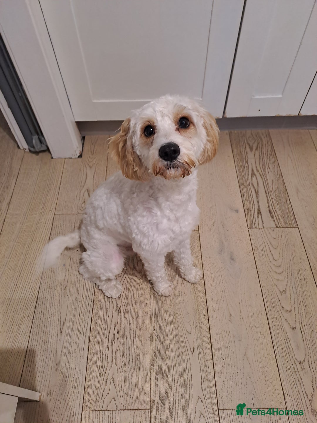 Cavapoo dogs for sale: Cavapoo 9 month old - Image 1