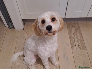 Cavapoo dogs - Advert 1