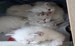 Siberian cats for sale: Kitty Neva Masguerade  - Image 16