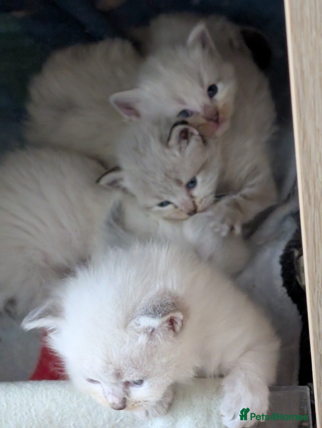 Siberian cats for sale: Kitty Neva Masguerade  - Image 16