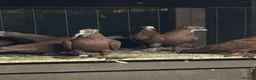 Pigeons birds for sale: Iraqi pigeons for sell  - Advert 2