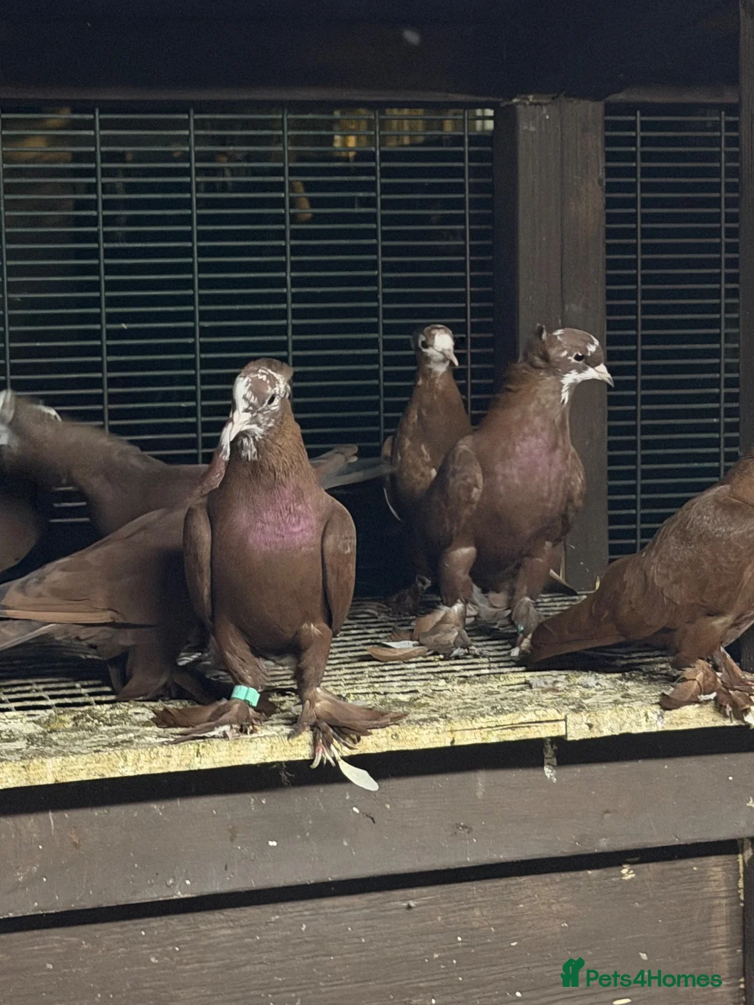 Pigeons birds for sale: Iraqi pigeons for sell  - Advert 2