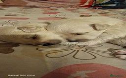Maltese dogs for sale: Maltese puppies  - Image 1