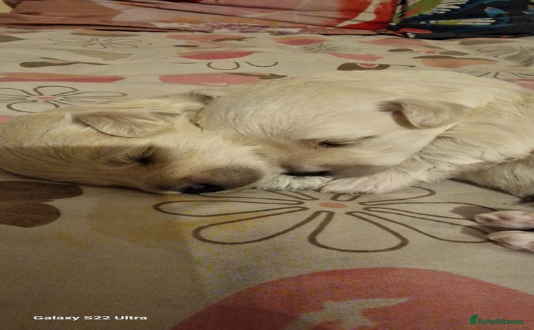 Maltese dogs - Advert 2
