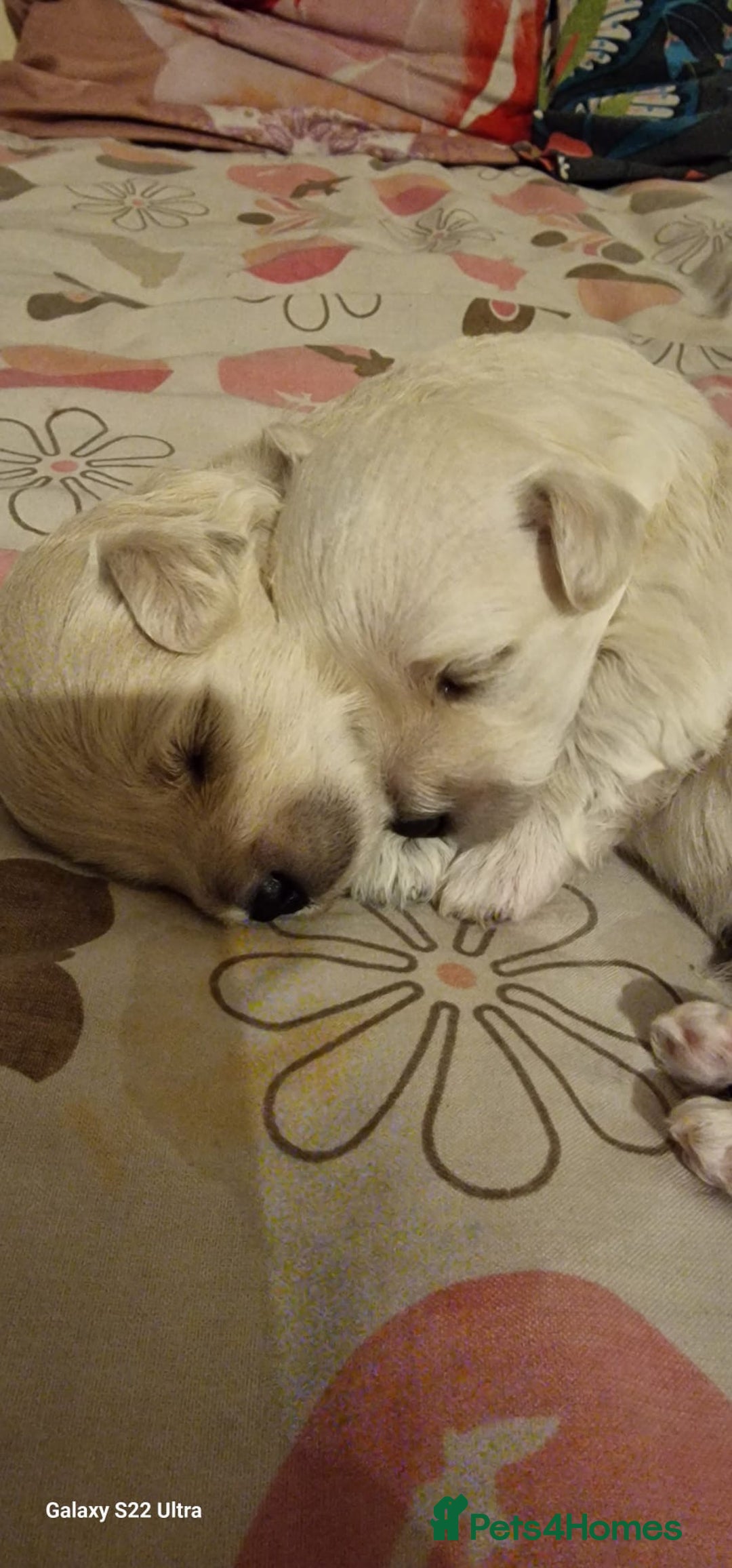 Maltese dogs for sale: Maltese puppies  - Image 1