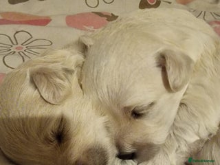 Maltese dogs - Advert 14