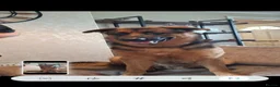 German Shepherd dogs for sale: My gorgeous boy - Advert 2