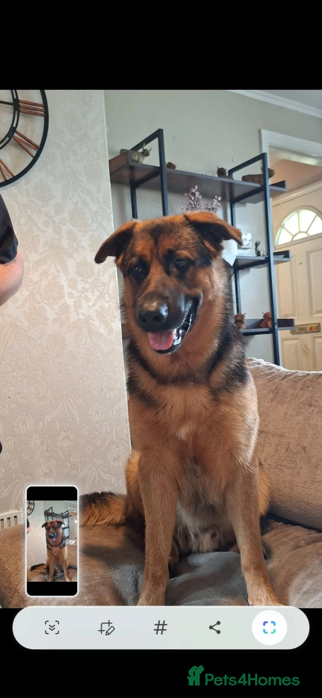 German Shepherd dogs for sale: My gorgeous boy - Advert 2