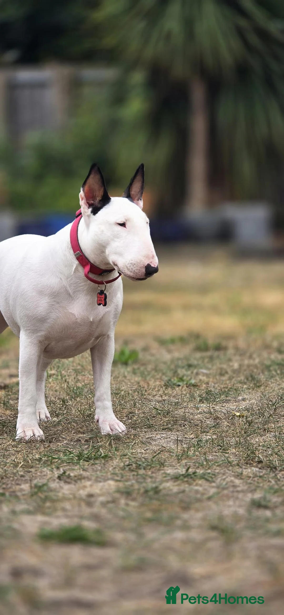 Bull Terrier dogs for sale: Bullterrier  - Advert 1