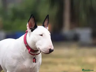 Bull Terrier dogs Bullterrier - Advert 9