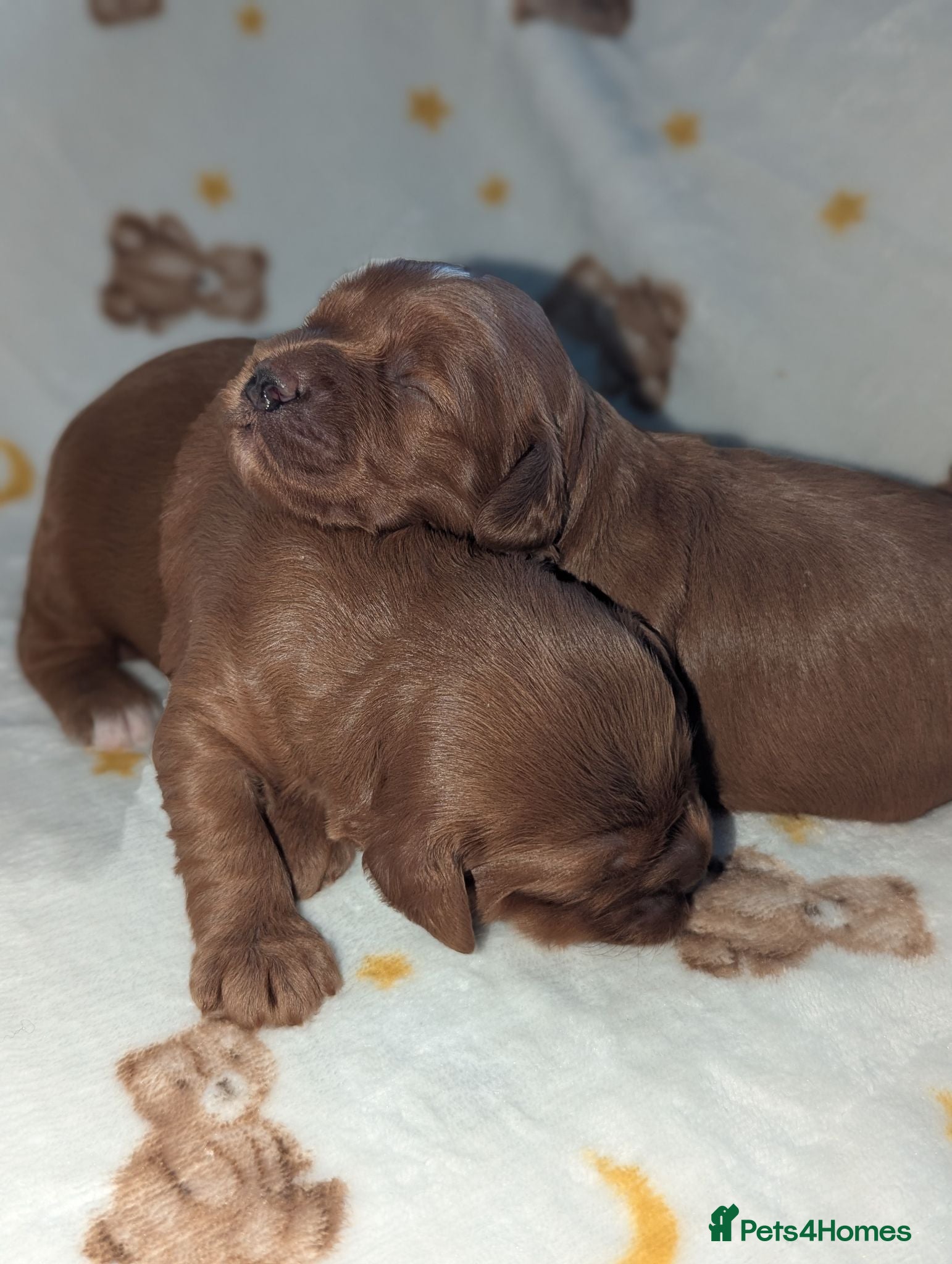 Cavapoo dogs Beautiful Red Cavapoo boys  - Advert 2