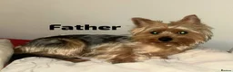 Yorkshire Terrier dogs for sale: 3 beautiful yorkie males - Advert 5