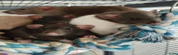 Rat rodents for sale: Baby rats! Mixed sexes and colours in Sheffield - Advert 3