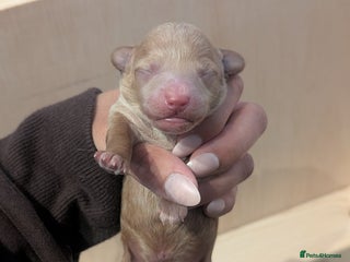 Cockapoo dogs Miniature Cockapoo Puppies - Advert 4