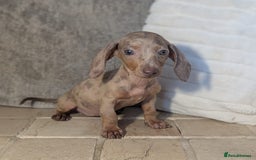 Miniature Dachshund dogs for sale: Miniature dachshund puppies  - Image 2