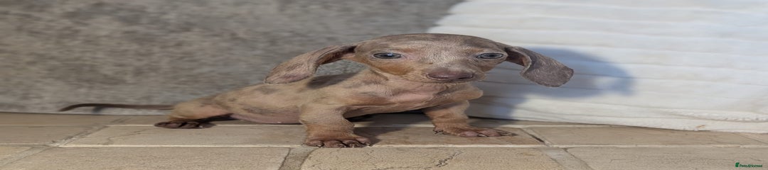 Miniature Dachshund Puppy 3