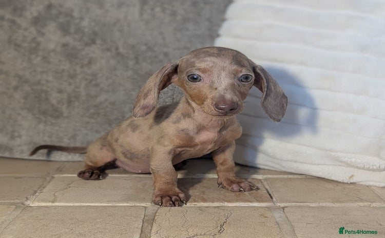 Miniature Dachshund dogs - Advert 7