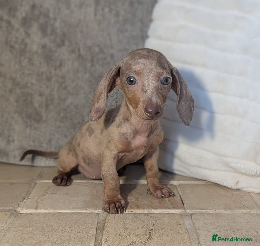 Miniature Dachshund dogs for sale: Miniature dachshund puppies  - Image 2