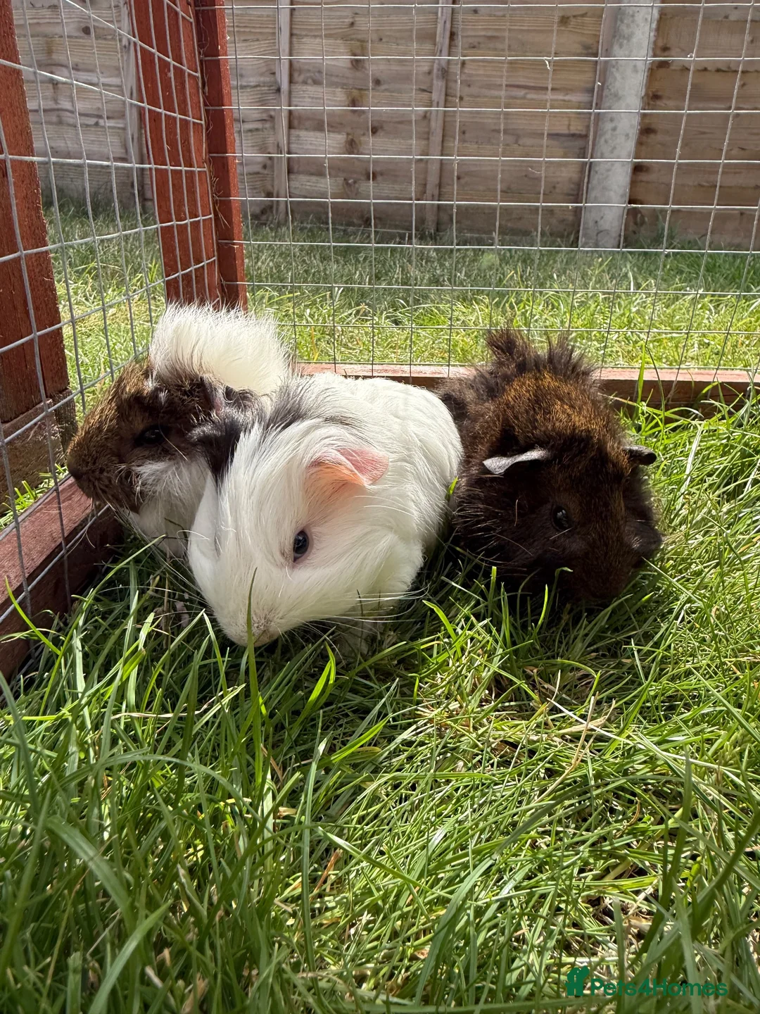 Guinea Pig rodents for sale: Baby Guinea pigs! - Advert 12