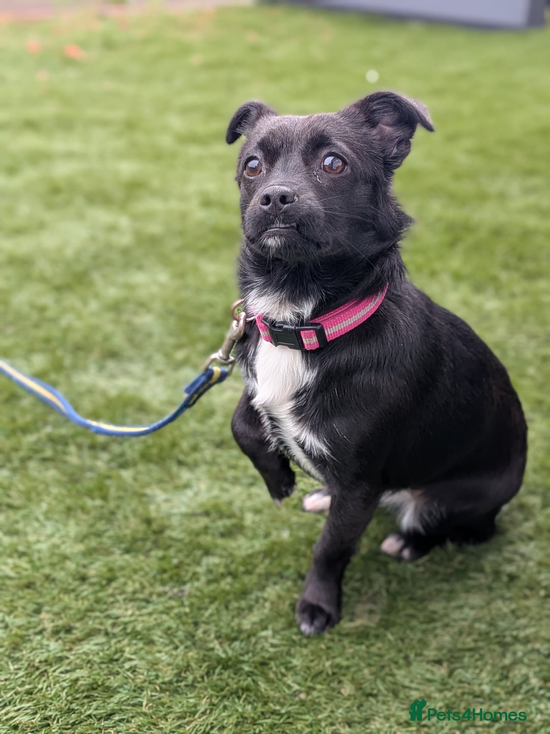 Mixed Breed dogs for sale: 8 month jack Russell/ chihuahua  - Advert 11