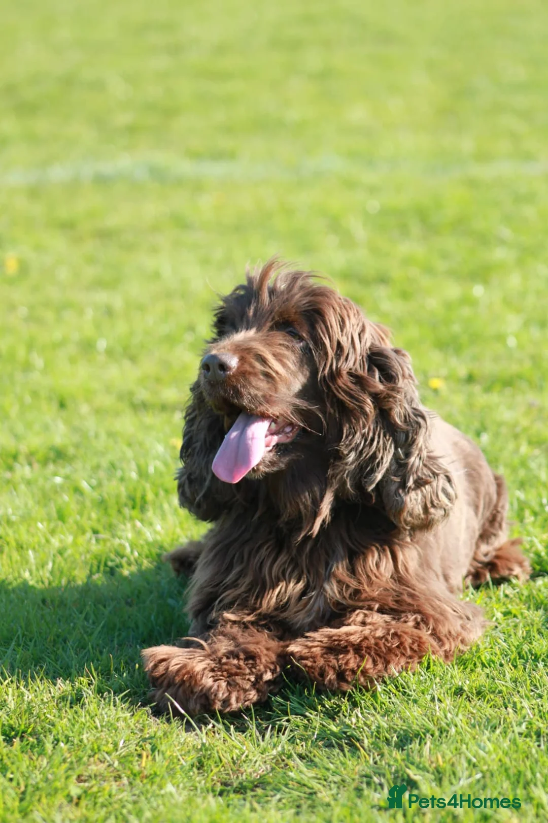 Cocker Spaniel dogs for sale: Beautiful show cocker spaniel  - Advert 2
