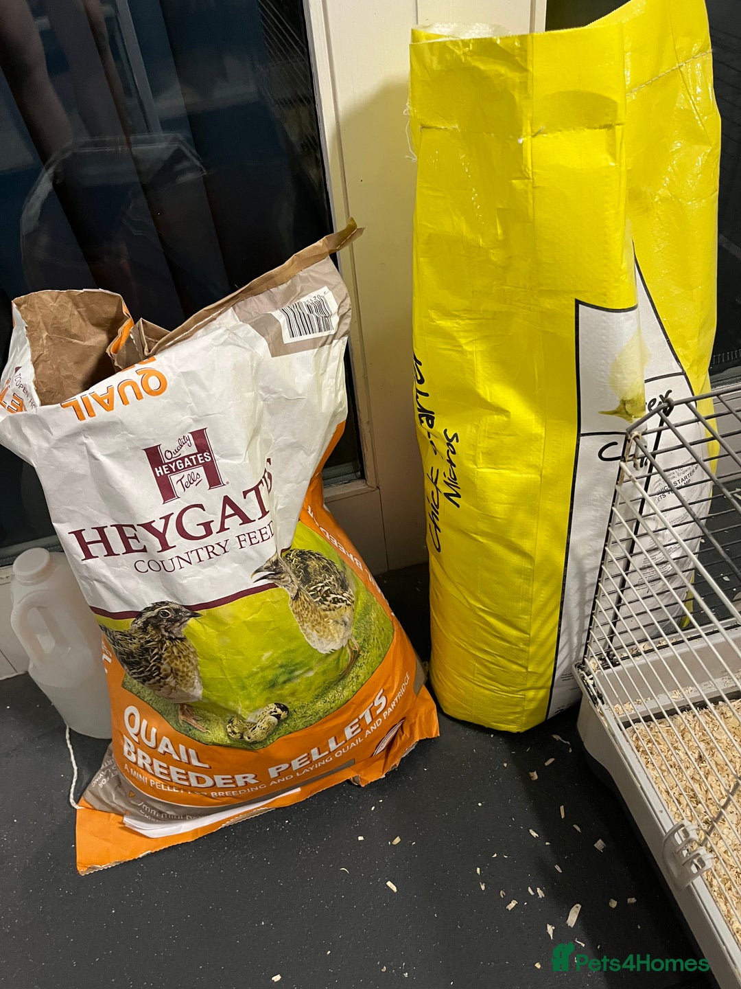 Quail poultry for sale: 2 male quails in Portsmouth - Image 4