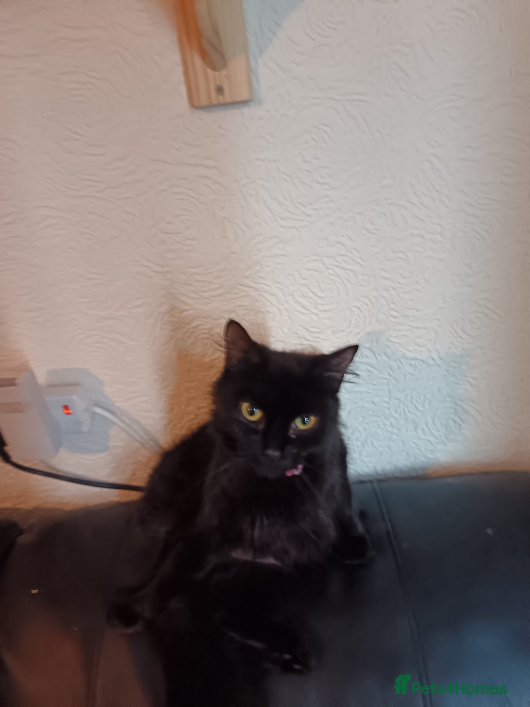 Mixed Breed cats for sale: Mix bread kittens black and black white fluffy  - Image 1