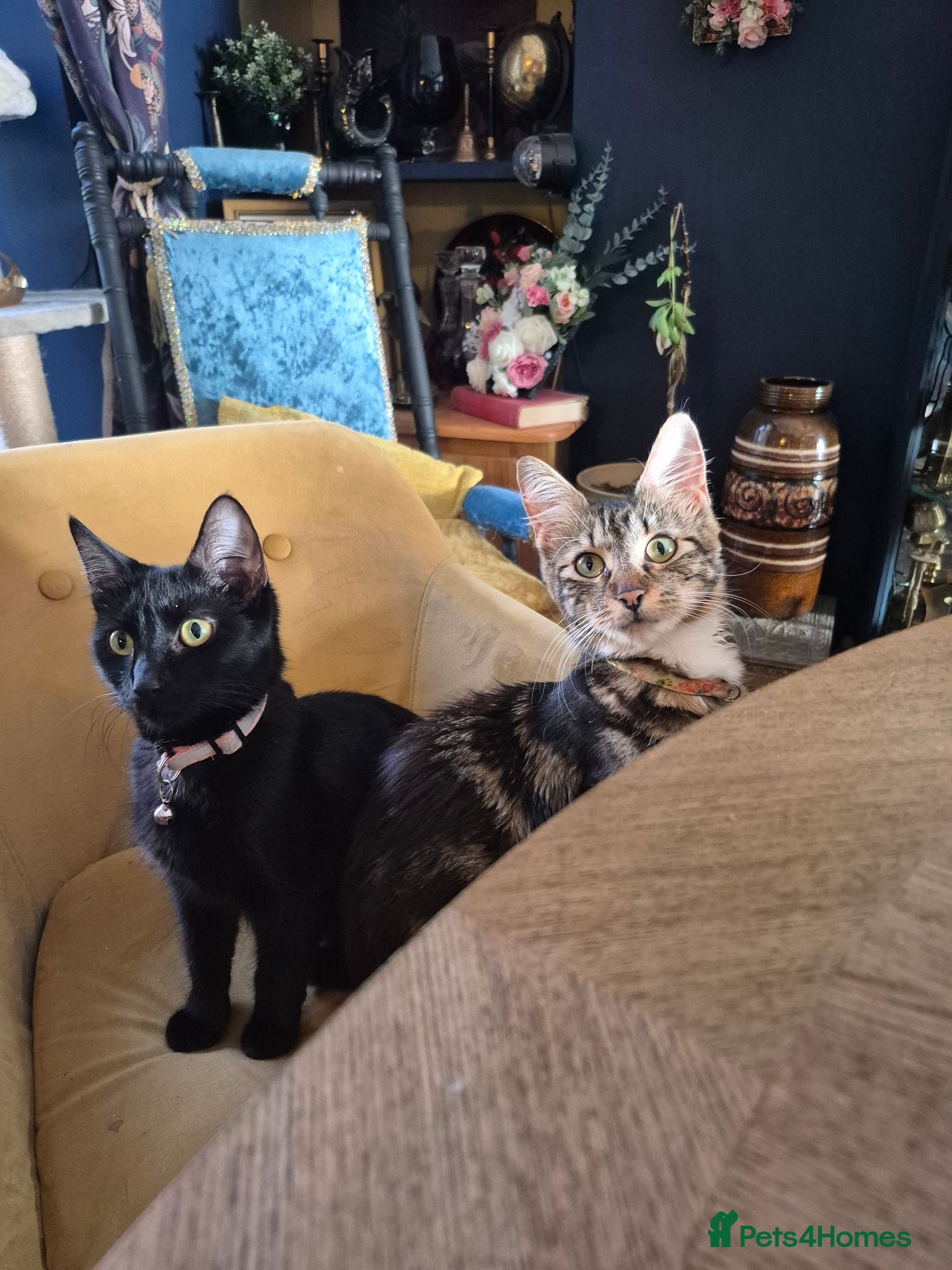 Mixed Breed cats 3 adorable black kittens - Advert 3