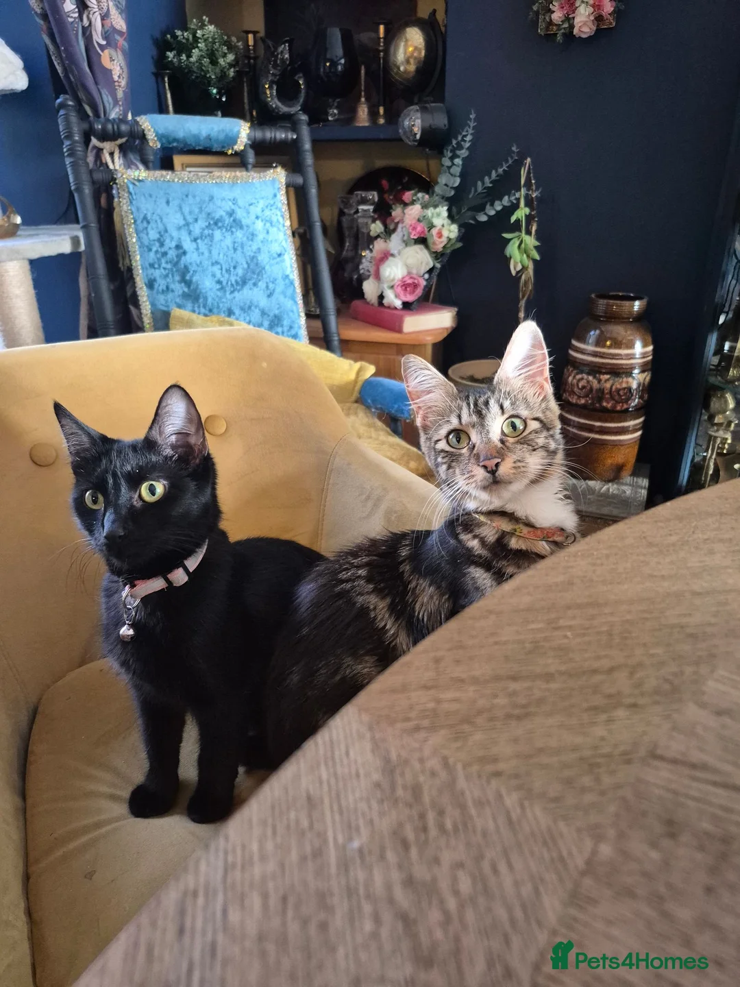 Mixed Breed cats for sale: 3 adorable black kittens - Advert 1