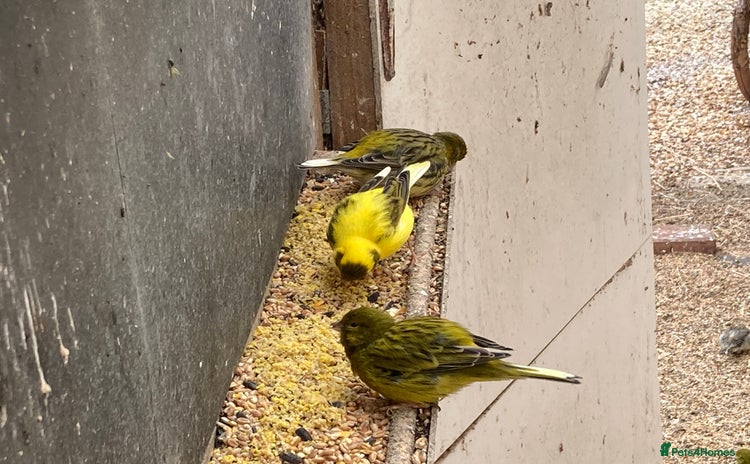 Canaries birds - Advert 2