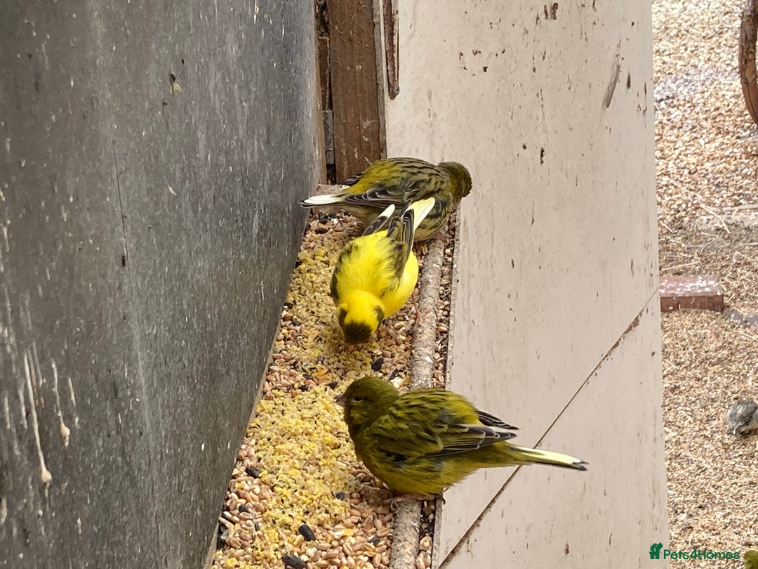 Canaries birds for sale: Free Canaries - Image 1