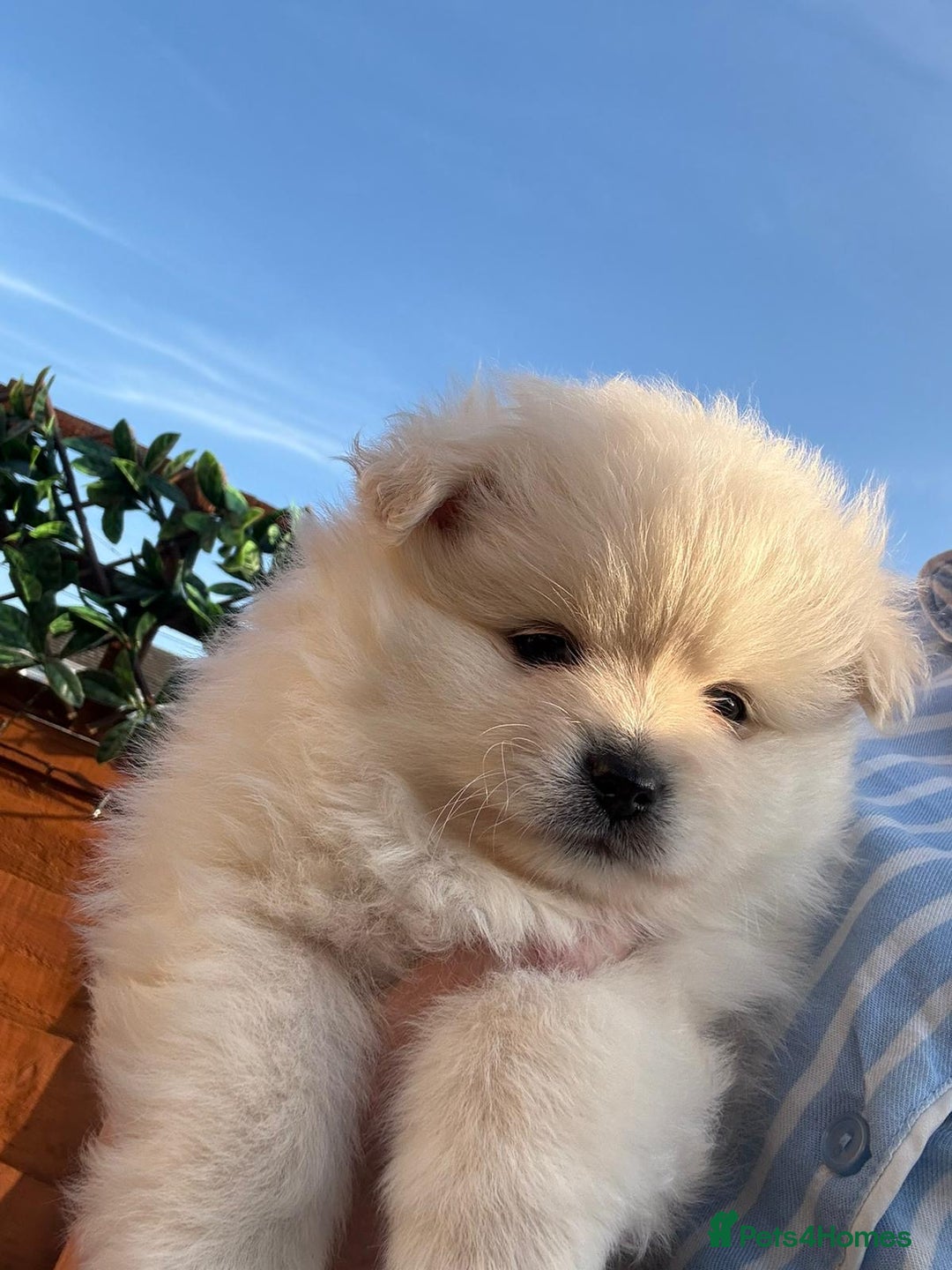 Pomeranian dogs for sale: XS Pomeranian - Image 10