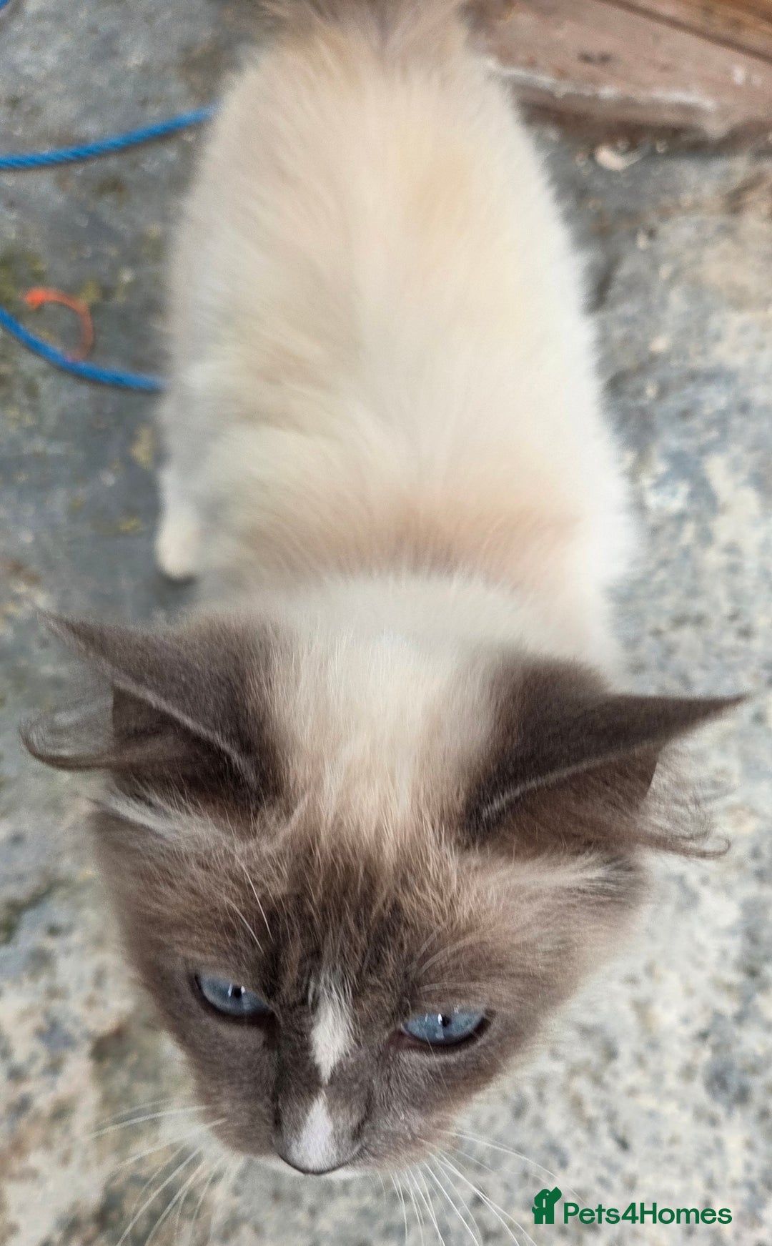 Ragdoll cats for sale: Beautiful Blue Blaze Ragdoll Female - Image 2