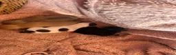 Chihuahua dogs for stud: Tiny  Chihuahua for Stud - Advert 3