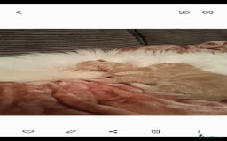 Maine Coon cats for stud: STUD ONLY Maine Coon 9.8kg carries dilute/solid in Hull - Image 24