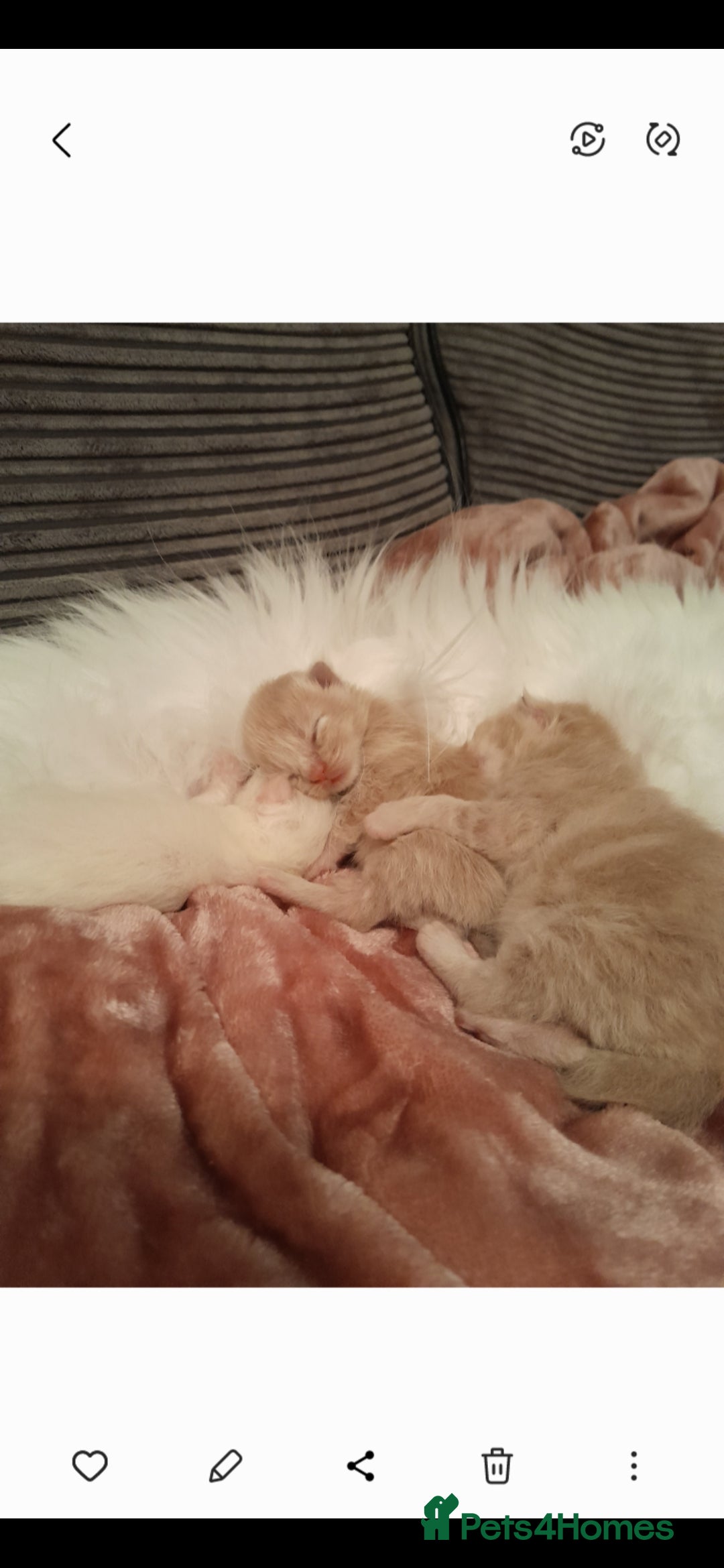 Maine Coon cats for stud: STUD ONLY Maine Coon 9.8kg carries dilute/solid in Hull - Image 24