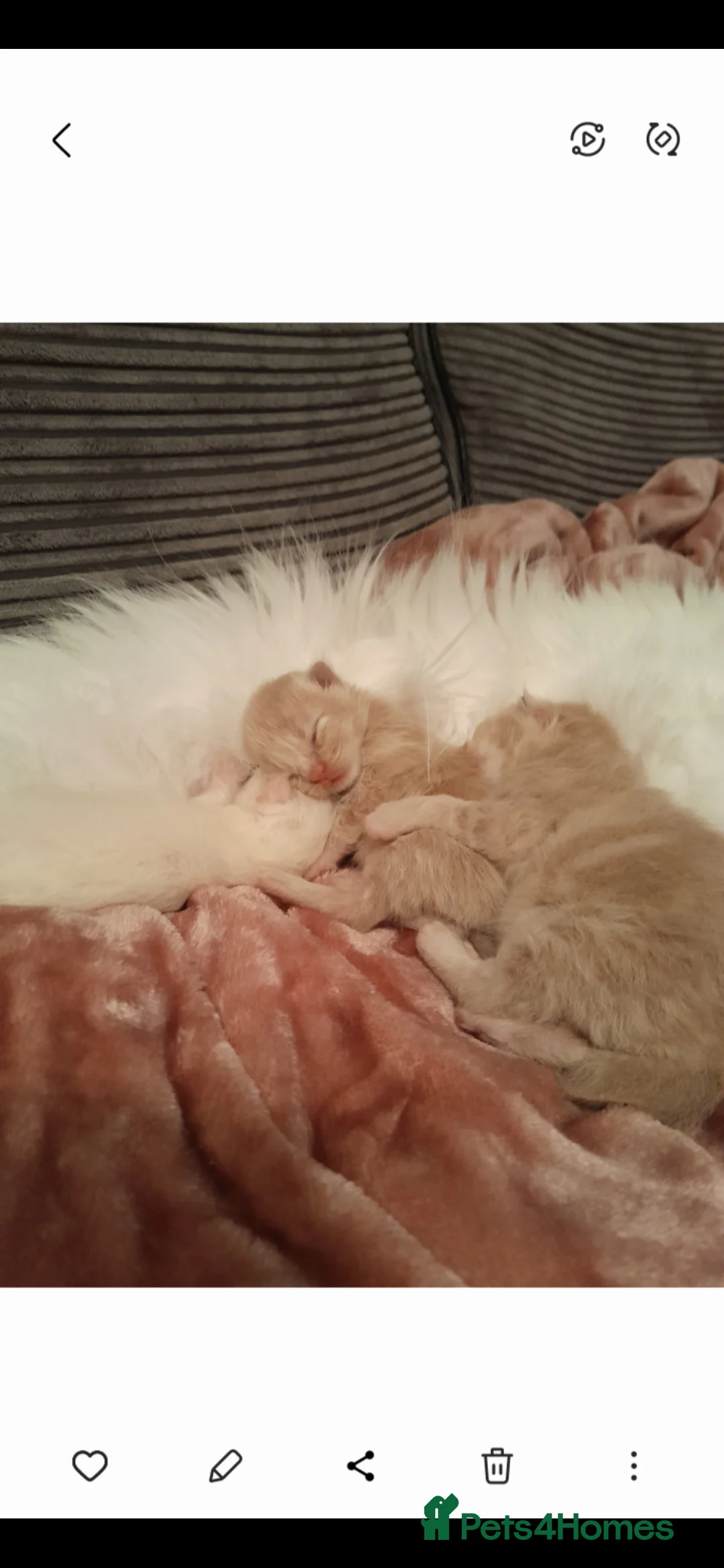 Maine Coon cats for stud: Maine Coon Large Red Tabby over 10kg in Hull - Advert 22