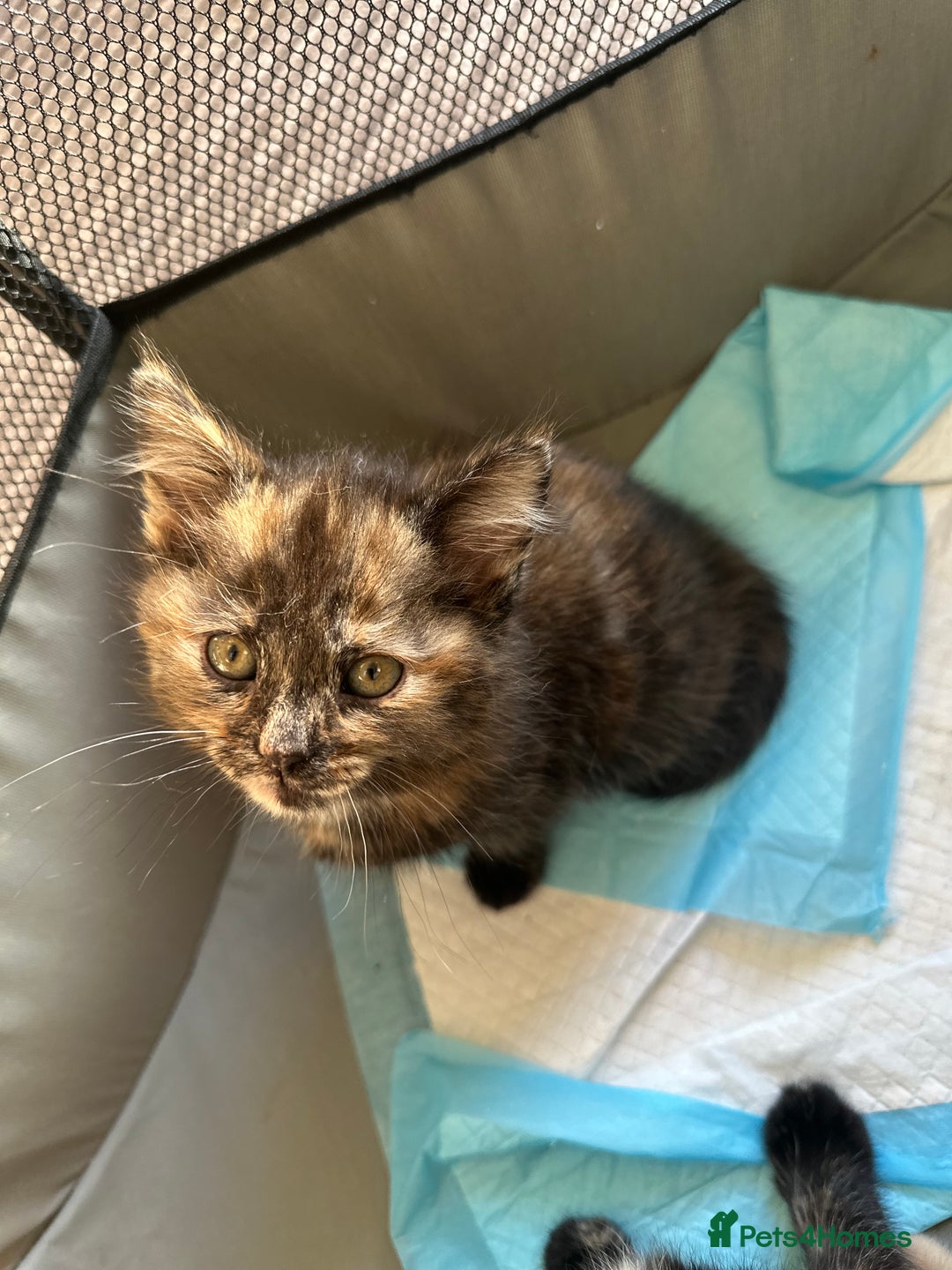 Mixed Breed cats for sale: FOR SALE! Four beautiful fluffy kittens  - Advert 13