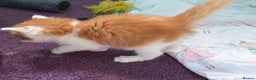 Maine Coon cats for sale: Maine coon mix kittens  - Advert 21