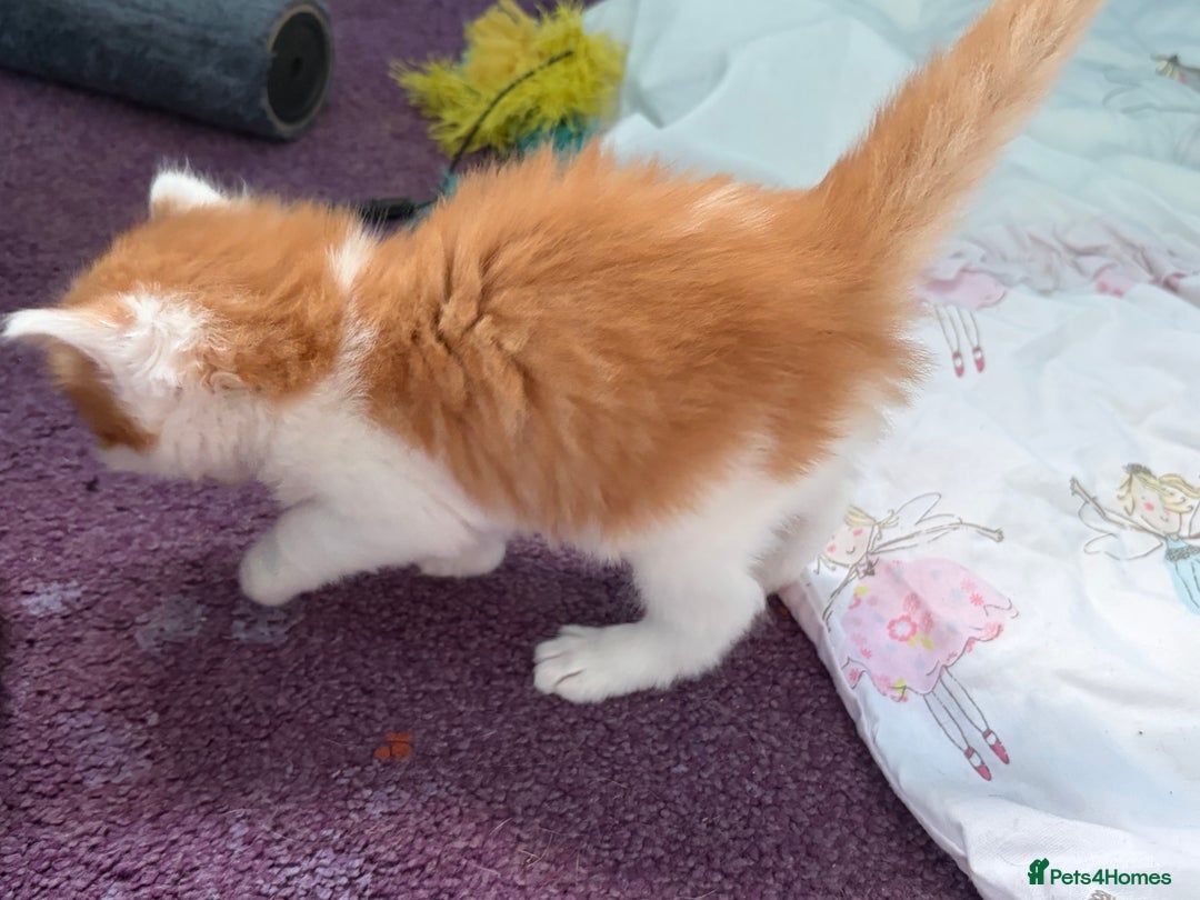 Maine Coon cats for sale: Maine coon mix kittens  - Advert 21