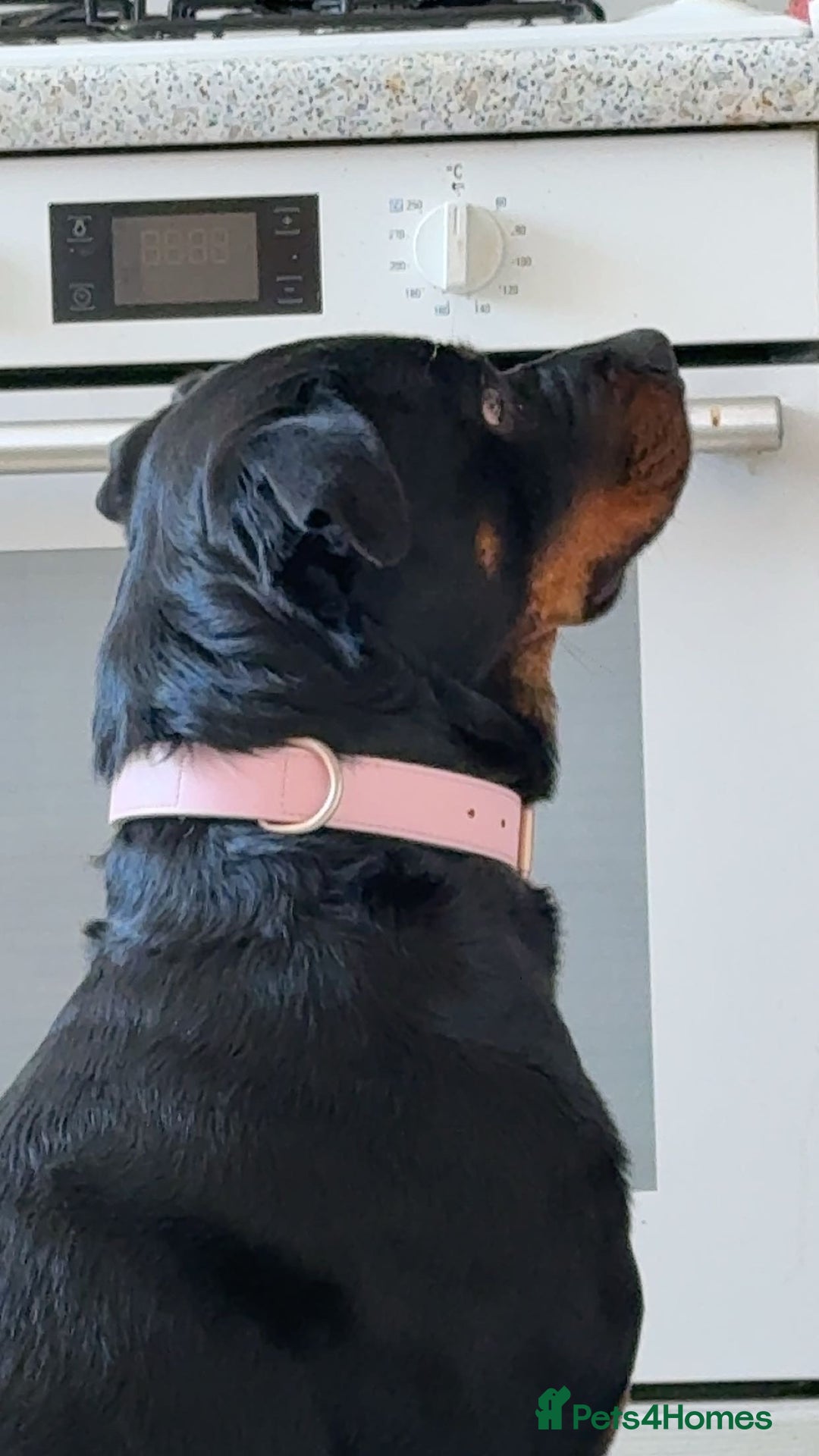 Rottweiler dogs for sale: Zulu 4 year old Rottweiler  - Image 5