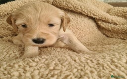 Labradoodle dogs for sale: Rare Roan Ebony Tiny/Mini Labradoodlese Puppies  - Image 11