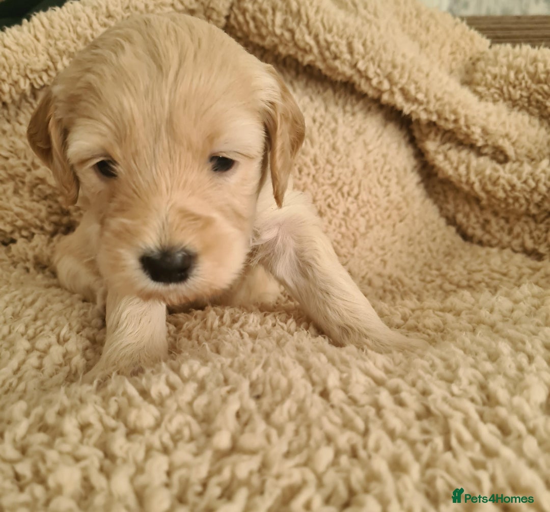 Labradoodle dogs for sale: Rare Roan Ebony Tiny/Mini Labradoodlese Puppies  - Image 11