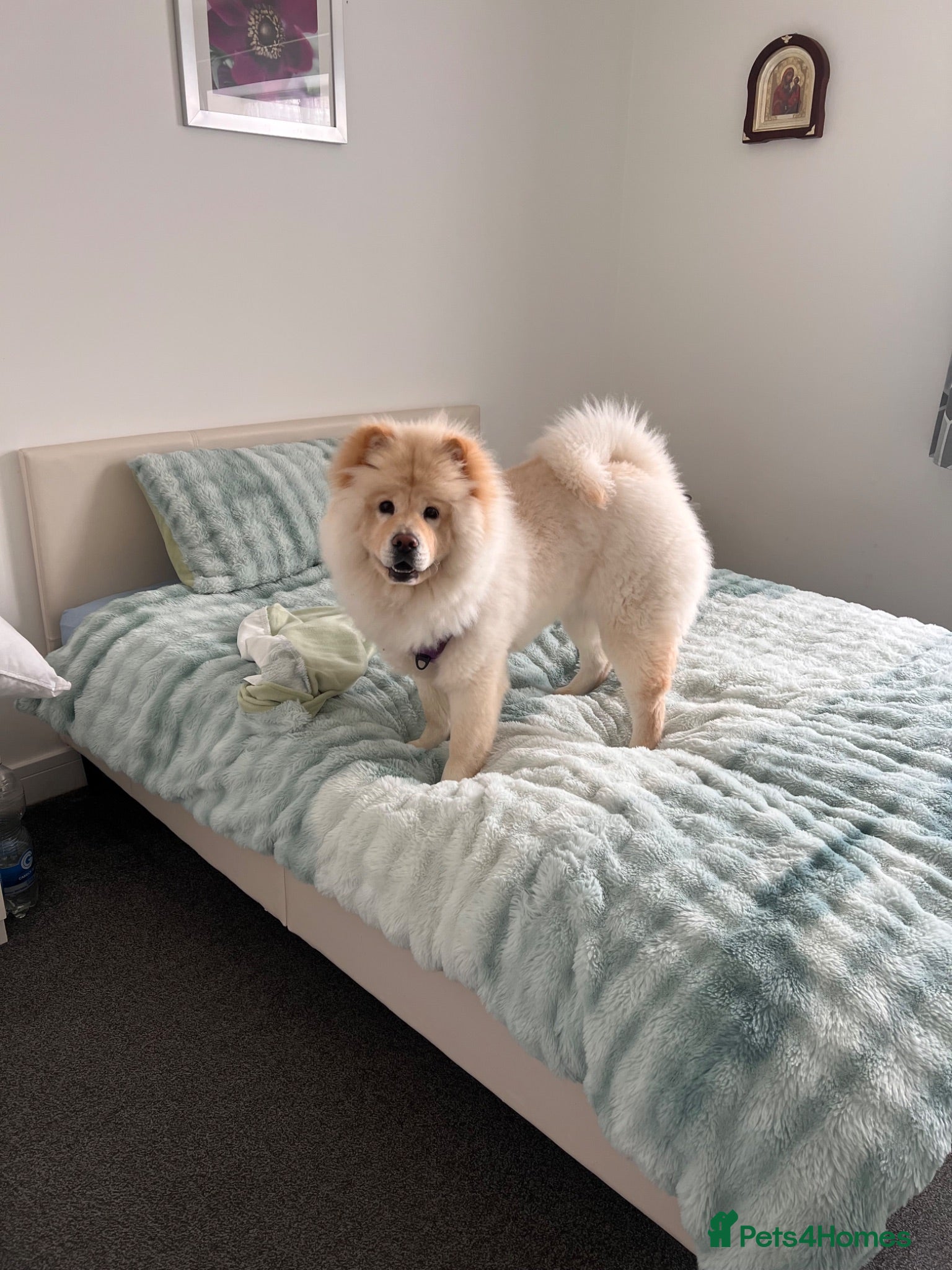 Chow Chow dogs Chow chow for sale  - Advert 1